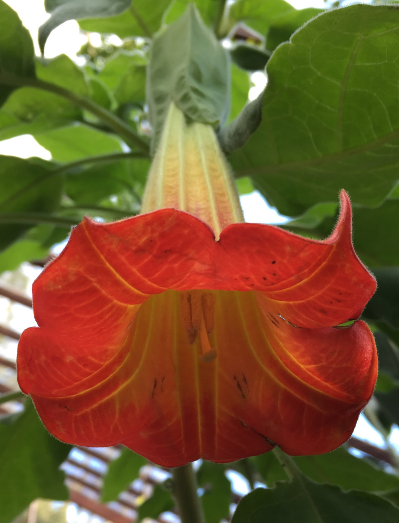 Brugmansia sanguinea